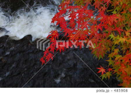 紅葉 485908