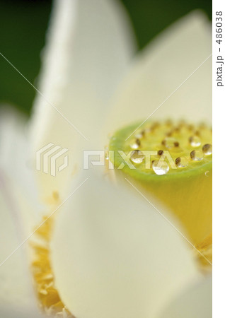 蓮の花 486038