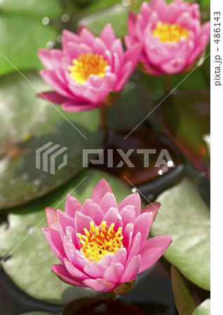 スイレン 486143