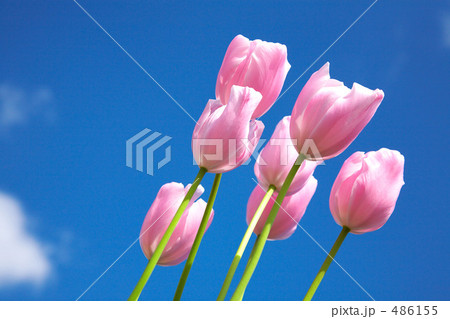 風に揺れるチューリップ 風に揺れるチューリップ 486155