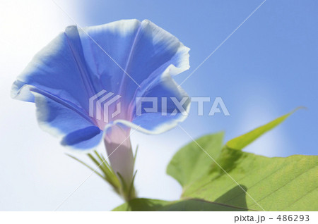 アサガオ アサガオ 486293