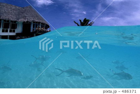 モルジブコテージ前水中風景 486371