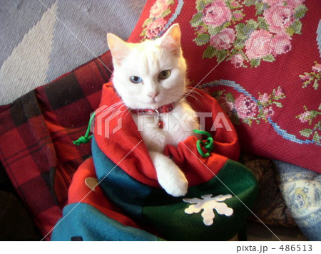 クリスマスプレゼントのオッドアイ 486513