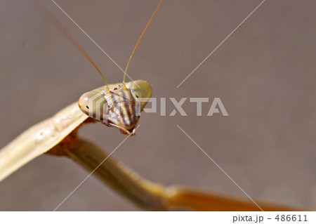 カマキリ 486611