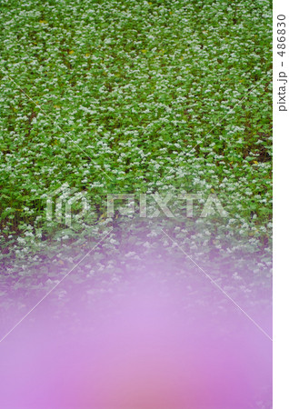 コスモス揺れるソバ畑 コスモス揺れるソバ畑 486830