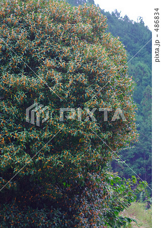 山里に咲くキンモクセイ 486834