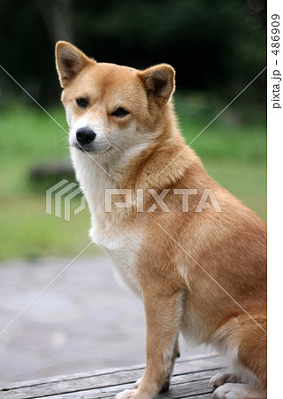 柴犬 486909