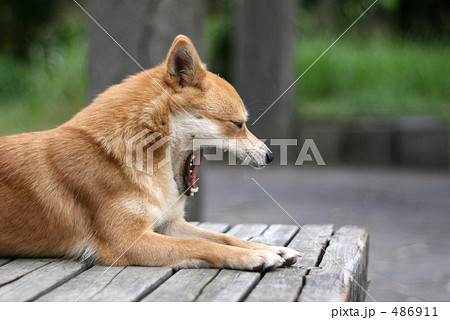 柴犬 柴犬 486911