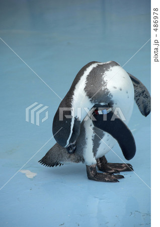 ペンギン 486978