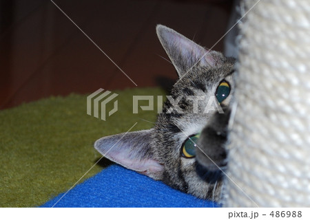 チラ チラ 486988