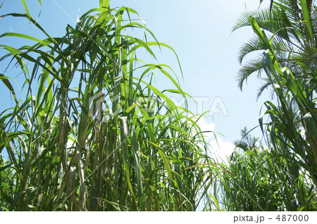 サトウキビ サトウキビ 487000