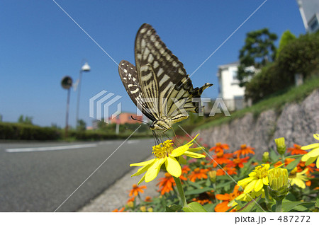住宅街のキアゲハ 487272