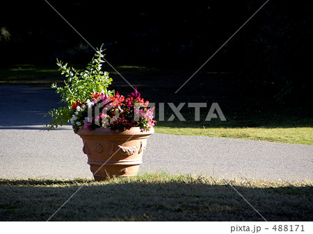 朝日を浴びるプランター 488171