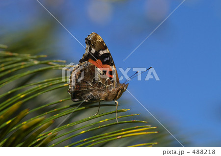 アカタテハ 488218