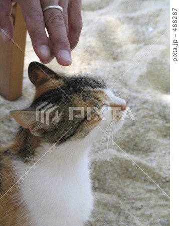 ギリシャで出会った猫 488287