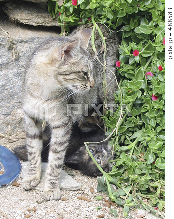 ミコノスの野良猫親子 488683