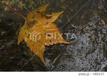 落ち葉 489237