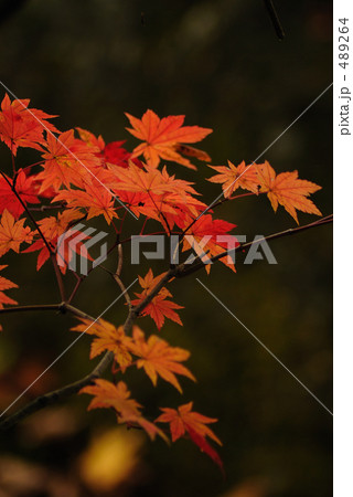 紅葉 紅葉 489264