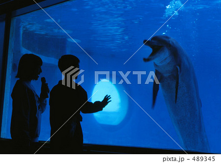 イルカとお友達 489345