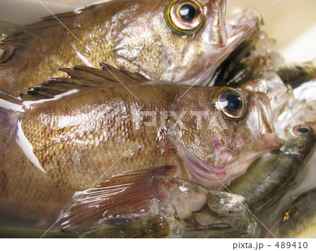 釣られた魚 489410