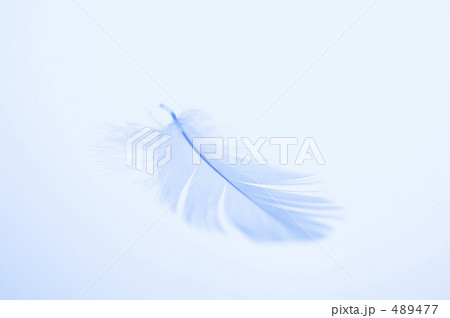 羽毛 羽毛 489477