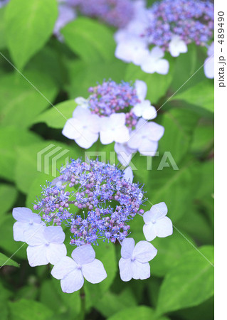 ガクアジサイ 489490