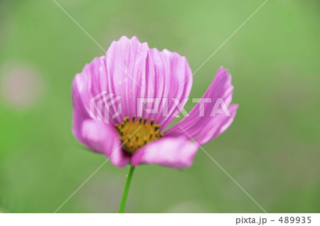 秋桜 489935