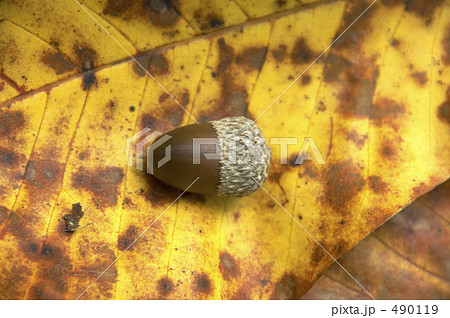 ドングリと落ち葉 ドングリと落ち葉 490119