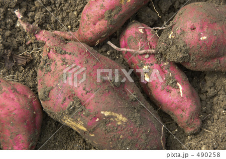 土のついたサツマイモ 土のついたサツマイモ 490258