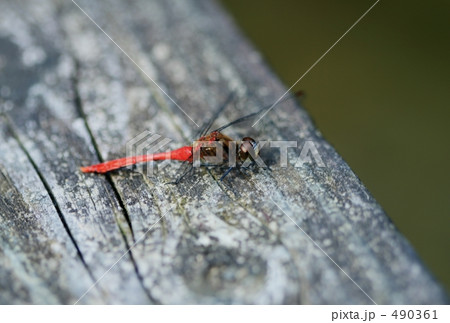 赤トンボ 490361