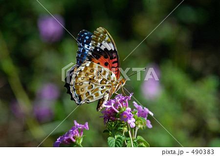 ツマグロヒョウモン ツマグロヒョウモン 490383
