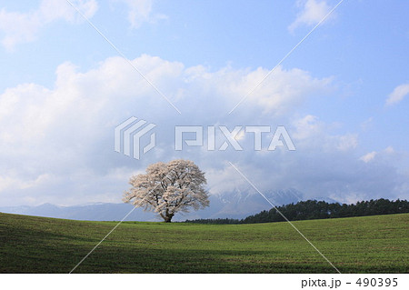 小岩井牧場の一本桜 490395