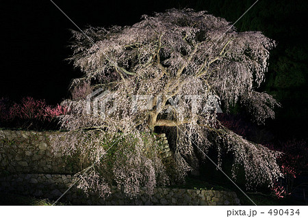 大宇陀の又兵衛桜夕景 大宇陀の又兵衛桜夕景 490434