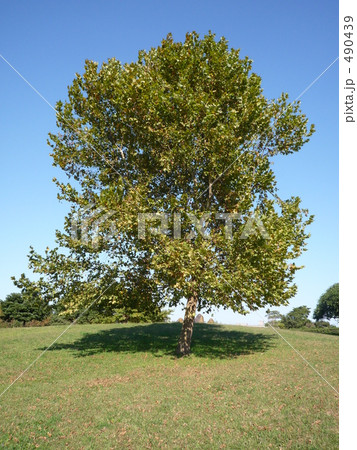 秋晴れのポプラ 秋晴れのポプラ 490439