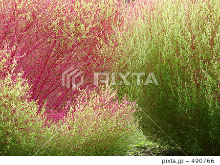 ホウキギの紅葉 490766