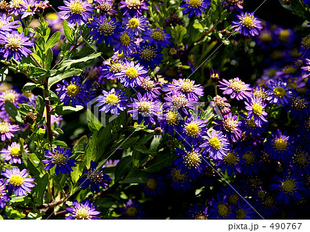 ノコンギク 490767