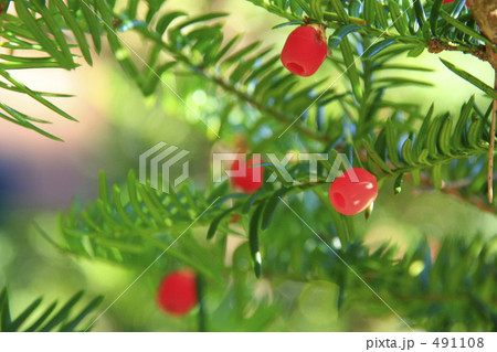 自然のクリスマスツリー 491108