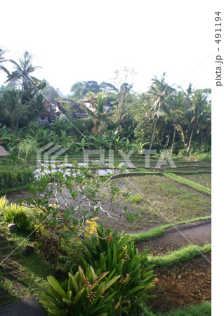 ウブドの水田 491194