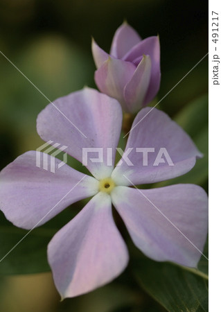 ニチニチソウのつぼみと花 ニチニチソウのつぼみと花 491217