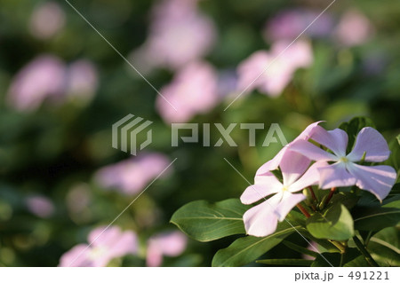 ニチニチソウの花壇 491221