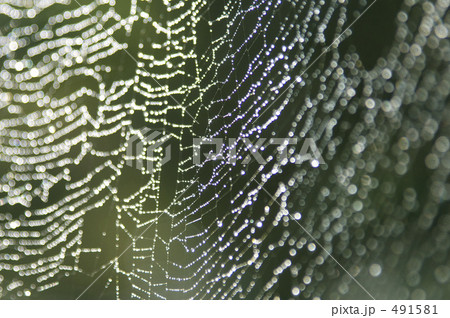 クモの巣 クモの巣 491581