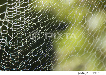 クモの巣 クモの巣 491589