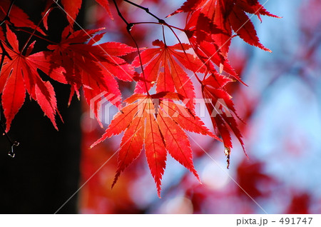 "@Aka"の誘惑 491747