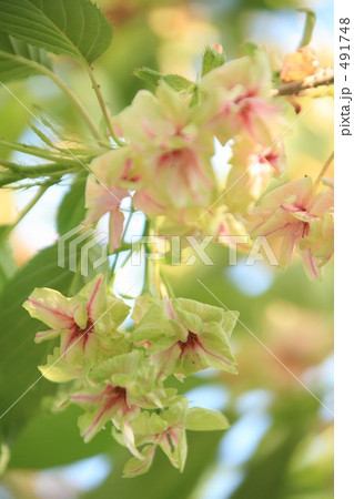 ぎょいこう 491748