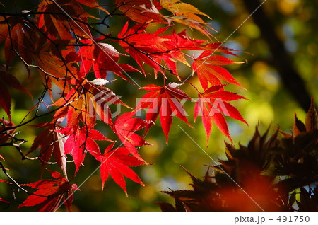 "@Aka"の誘惑 491750