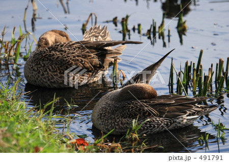 オナガガモ 491791