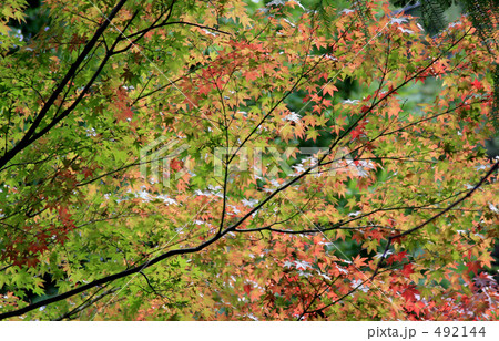 紅葉 492144