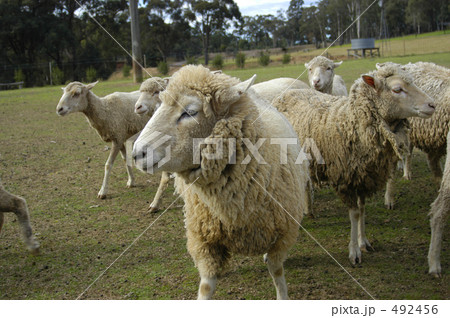 オーストラリアの羊たち 492456