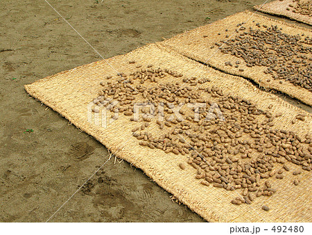 落花生干し 492480