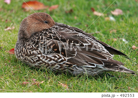 オナガガモ 492553